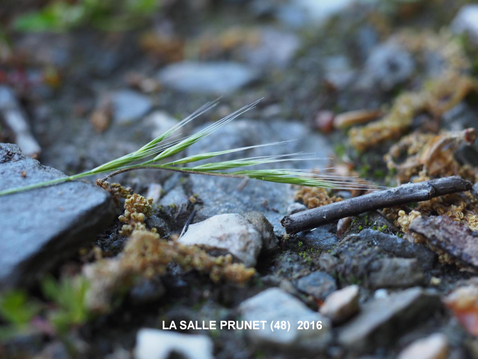 Fescue, Rat's-tail